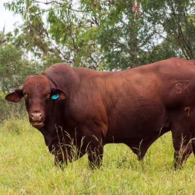 A large reddish bull stands in a grass paddock with bushland in the background.